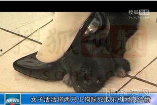 踩死狗视频,踩死狗事件引发的伦理反思
