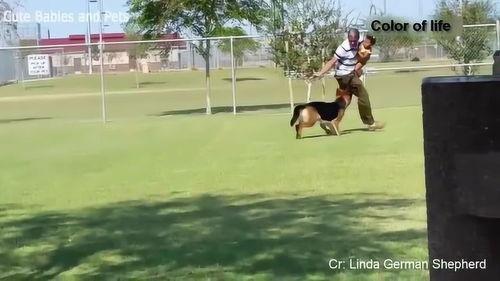 狗救主视频,狗狗英勇救主，感人瞬间见证生命奇迹